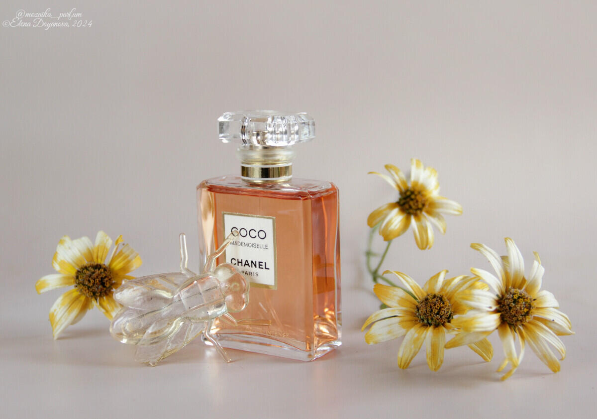 ✨ Trío – Bella Vida, Coco Mademoiselle L’Eau Privée & Good Girl 🏆