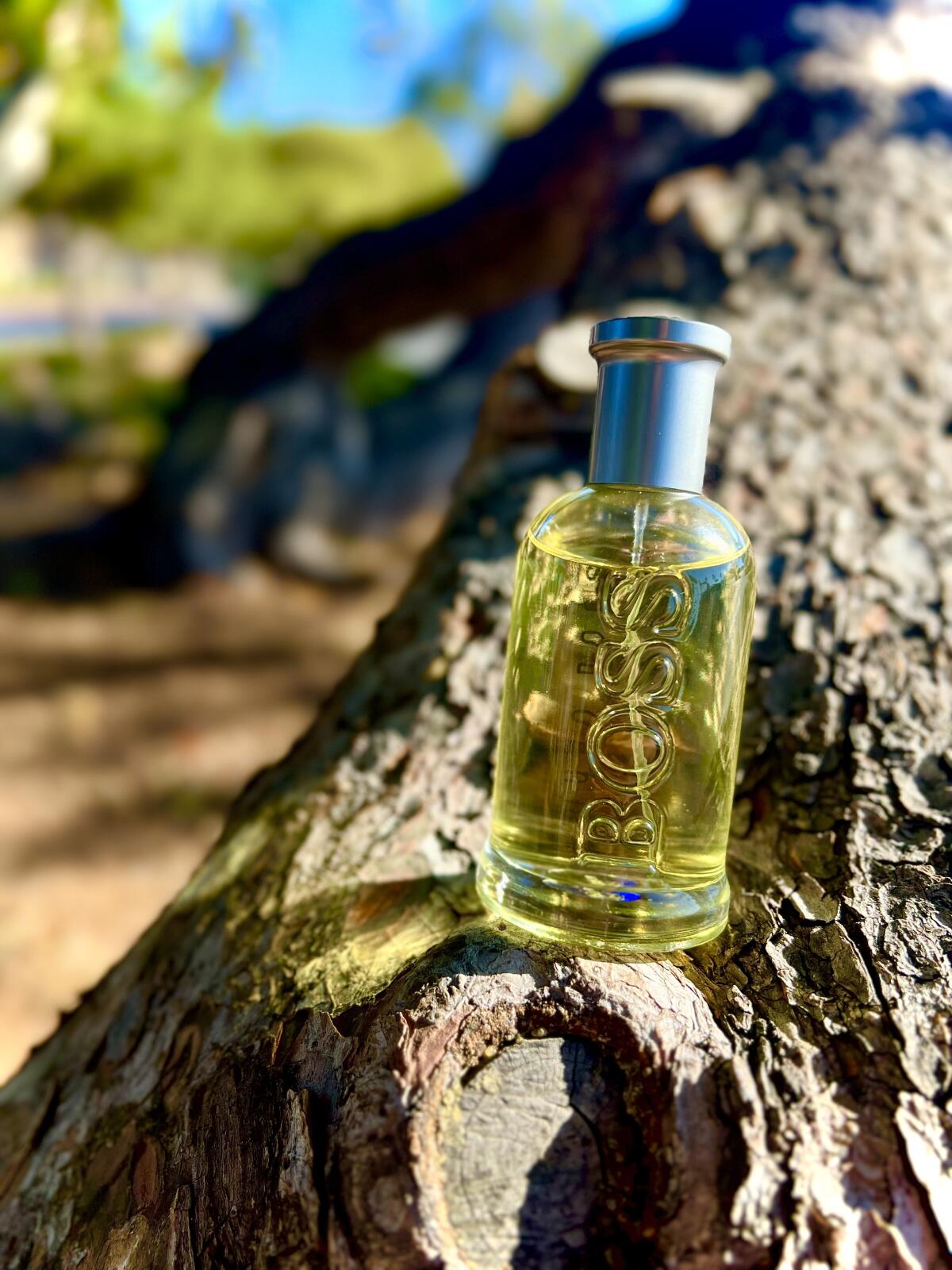 🏆 Trío BOSS – Unlimited, Night & Bottled 🏆